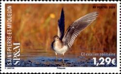 Solitary Sandpiper (Tringa solitaria)