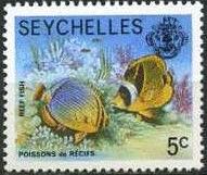 Raccoon Butterflyfish and Chevron Butterflyfish