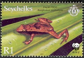Seychelles Palm Frog (Sooglossus pipilodryas)