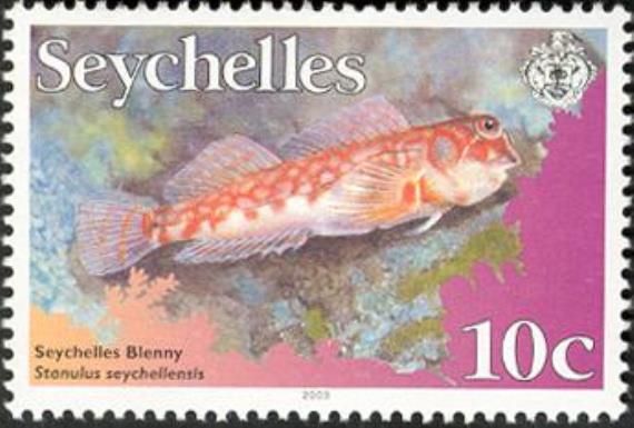Seychelles Blenny (Stanulus seychellensis)