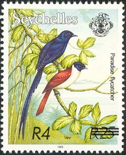 Seychelles Paradise Flycatcher (Terpsiphone corvina)