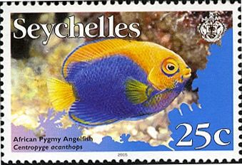 Orangeback Angelfish (Centropyge acanthops)