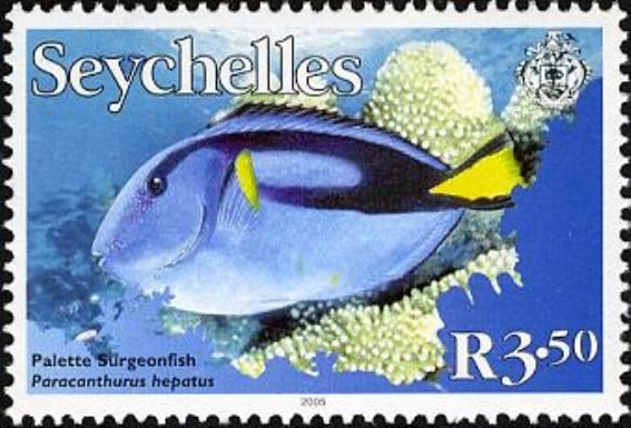 Palette Surgeonfish (Paracanthurus hepatus)