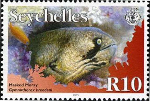 Masked Moray (Gymnothorax breedeni)