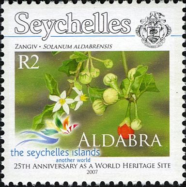 Solanum aldabrensis