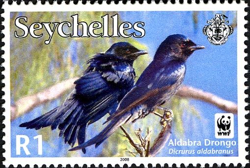 Aldabra Drongo (Dicrurus aldabranus)