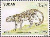 Leopard (Panthera pardus)