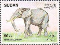 African Elephant (Loxodonta africana)