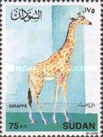 Giraffe (Giraffa camelopardalis)