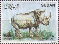 White Rhinoceros (Ceratotherium simum)