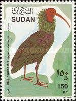 Bald-headed Ibis (Geronticus eremita)
