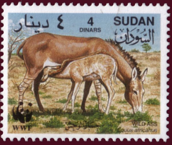 African Wild Ass (Equus africanus)