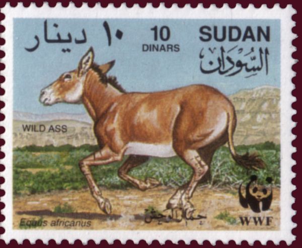 African Wild Ass (Equus africanus)