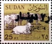 Cattle (Bos primigenius indicus) Herd