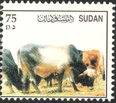 Cattle (Bos primigenius taurus)