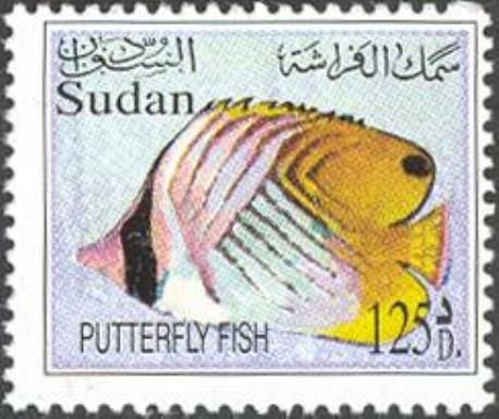 Hooded Butterflyfish (Chaetodon larvatus)