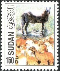 Domestic Sheep (Ovis ammon aries), Donkey (Equus asinus asin