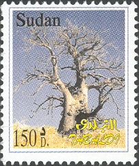 Flora - Baobab Tree (Adansonia digitata)
