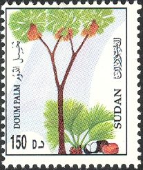Flora - Haphaene Tree