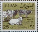 Cattle (Bos primigenius indicus) Herd