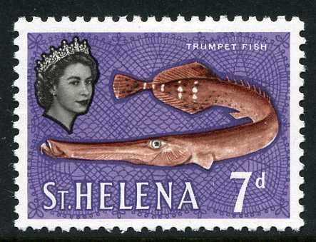 Atlantic Trumpetfish (Aulostomus strigosus)