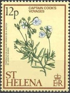 Pharnaceum acidum (plant), after sketch by Joseph Banks.