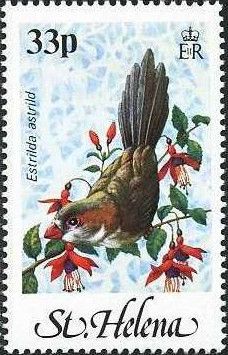 Common Waxbill (Estrilda astrild)