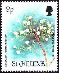 St. Helena tea plant (Frankenia portulacaefolia)