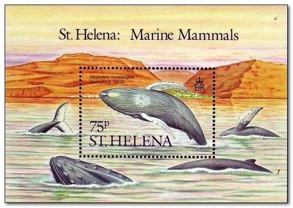 Humpback whale (Megaptera novaeangliae)