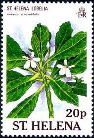 St. Helena lobelia (Trimeris scaevolifolia)