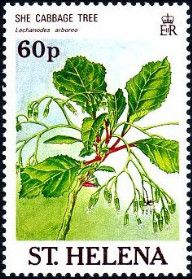 She cabbage tree (Lachanodes arborea)