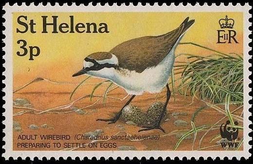 Wirebird (Charadrius sanctaehelenae)