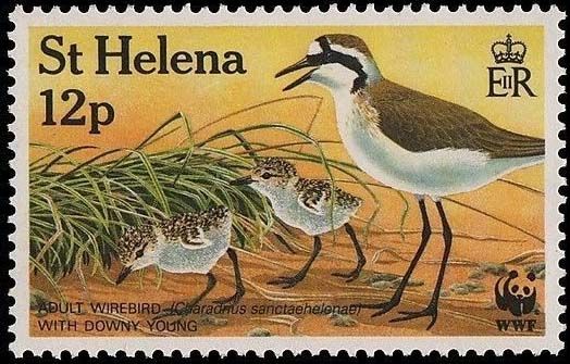 Wirebird (Charadrius sanctaehelenae)