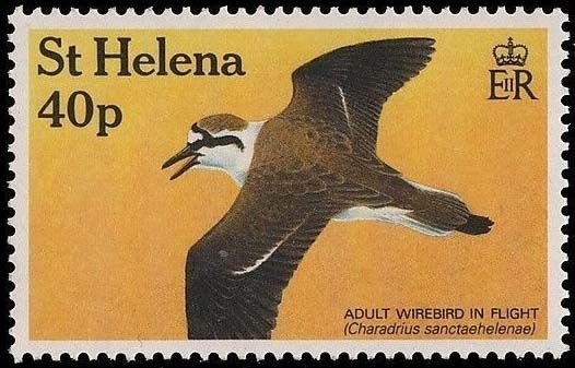 Wirebird (Charadrius sanctaehelenae)