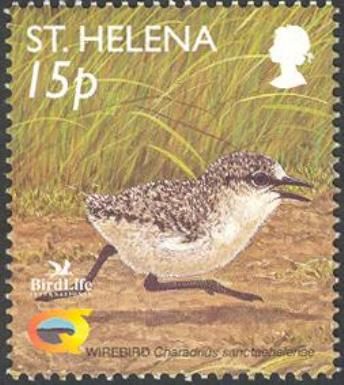 Wire Bird (Charadrius sanctaehelenae) - chick running