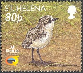 Wirebird (Charadrius sanctaehelenae) - chick