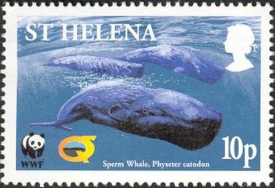 Sperm Whale (Physeter catodon) - pod under water