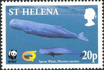 Sperm Whales underwater