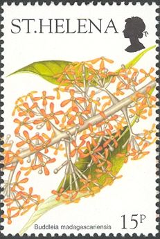 Buddleia madagascariensis