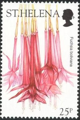 Fuchsia boliviana