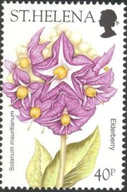 Elderberry (Solanum mauritianum)
