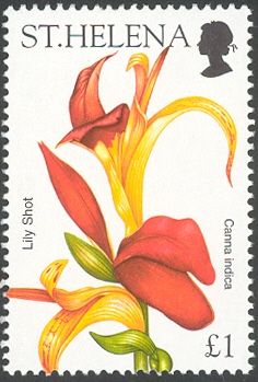 Lily Shot (Canna indica)
