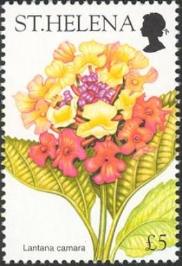 Lantana camara