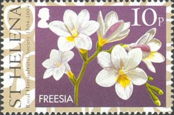 Freesia