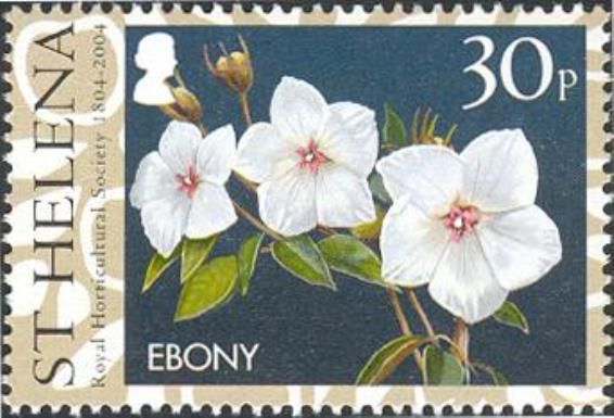 Ebony
