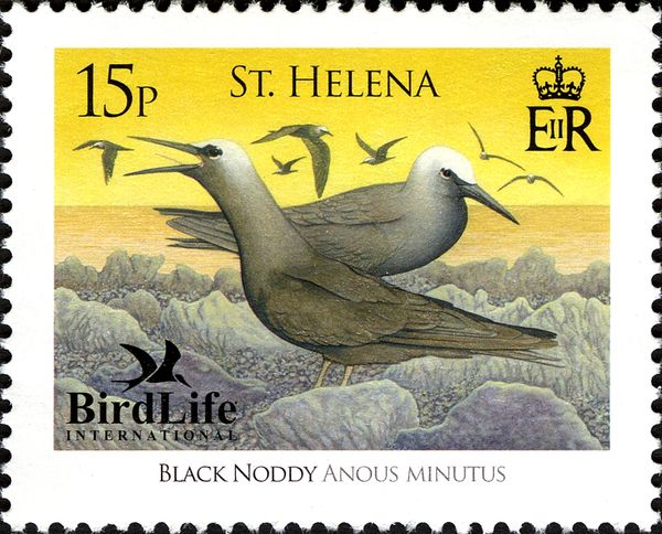 Black Noddy (Anous minutus)