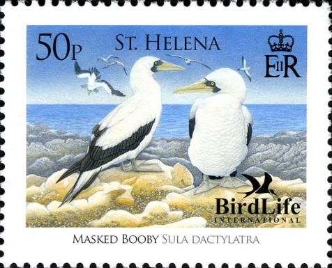 Masked Booby (Sula dactylatra)