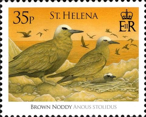 Brown Noddy (Anous stolidus)