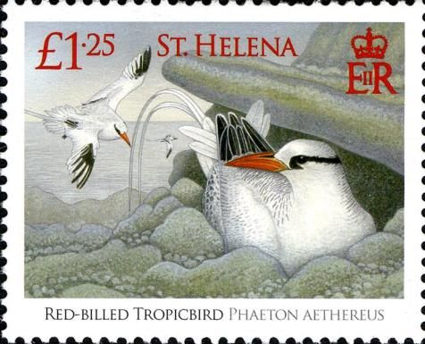 Red-billed Tropicbird (Phaethon aethereus)