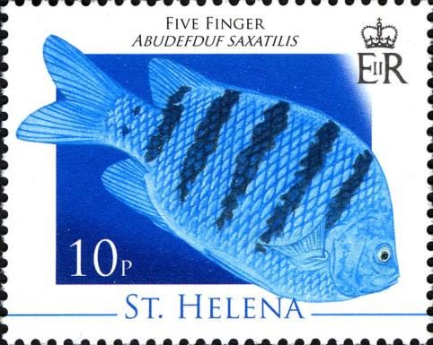 Five finger (Abudefduf saxatilis)
